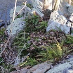 Location: Downingtown, Pennsylvania
Date: 2017-04-14
colony on ledges above Brandywine Creek