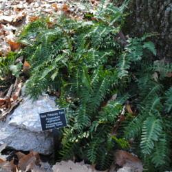 Location: Jenkins Arboretum in Berwyn, Pennsylvania
Date: 2012-03-18
foliage in winter, sign