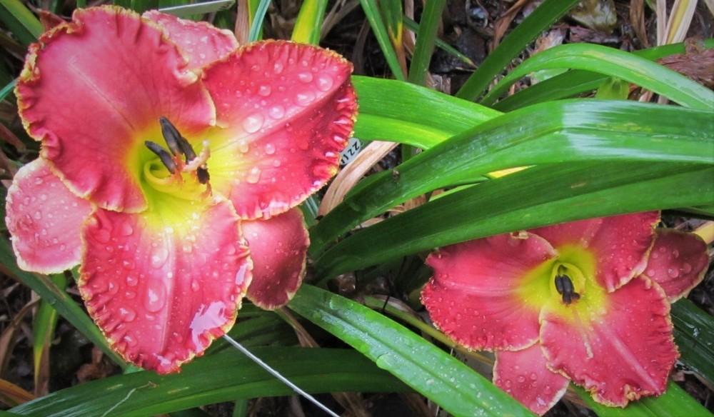 Photo of Daylily (Hemerocallis 'Painting the Roses Red') uploaded by Sscape