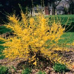 Location: Hinsdale, Illinois
Date: April in mid-1990's
one shrub in bloom