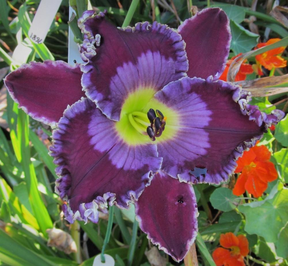 Photo of Daylily (Hemerocallis 'Song of the Sea') uploaded by Sscape