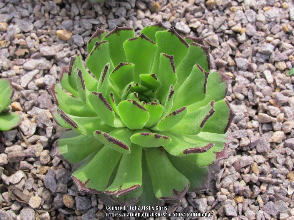 Photo of Hen and Chicks (Sempervivum 'Chocolate Dip') uploaded by goldfinch4