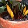 Striking yellow cones against deep dark foliage make this ginger 