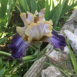 Location: Las Cruces, NM
Date: 2018-05-08
TB Iris Dipped In Dots