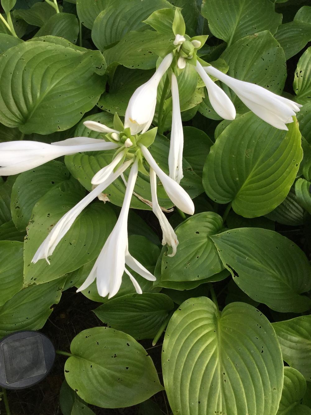 Photo of Hosta 'Doubled Up' uploaded by Lucichar