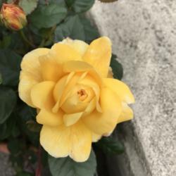 
Date: 2018-07-29
Rosa 'The Poet's Wife'