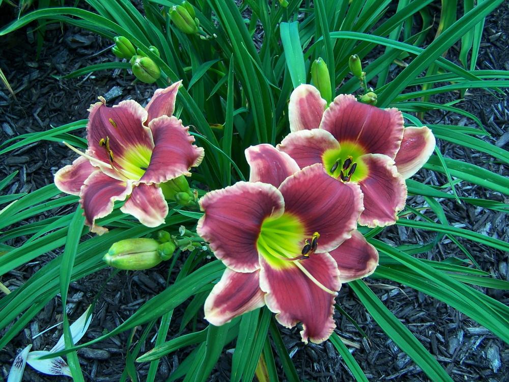 Photo of Daylily (Hemerocallis 'Roses in Snow') uploaded by petruske