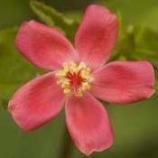 Hibiscus ferrugineus