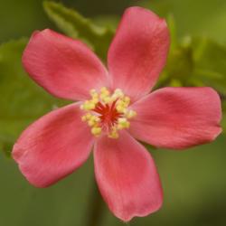 Location: Pennsylvania
Date: 2018-09-11
Hibiscus ferrugineus