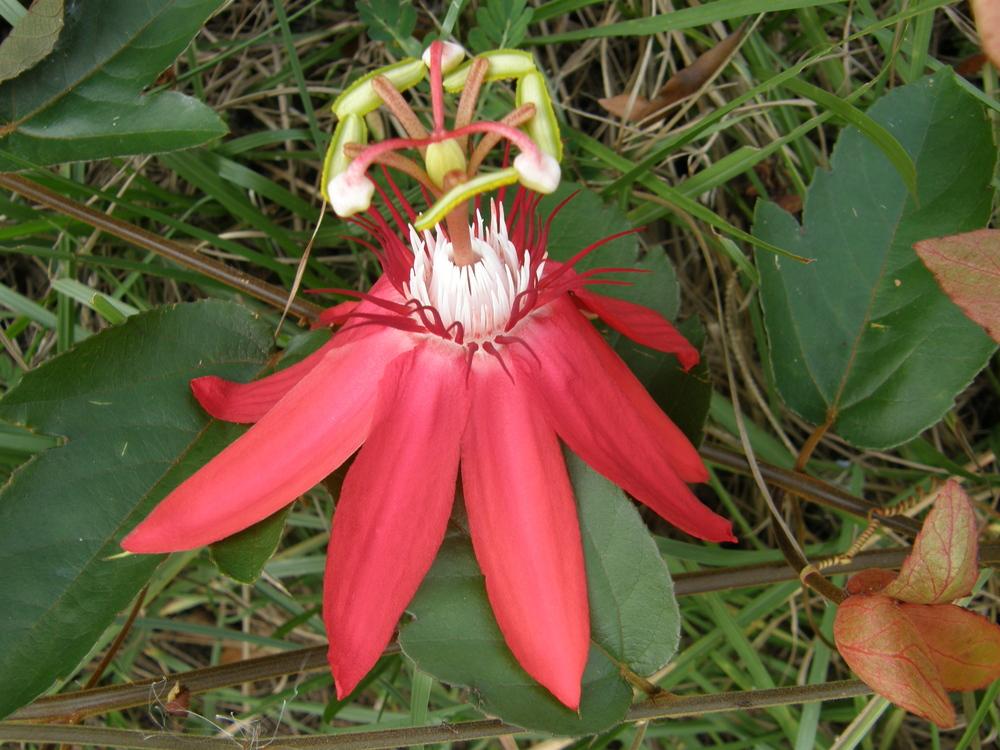 Photo of Crimson Passion Flower (Passiflora vitifolia) uploaded by Earthing