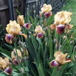 Location: Hobart, Tasmania
Date: 2017-10-29
Tall Bearded Iris " Maricopa "