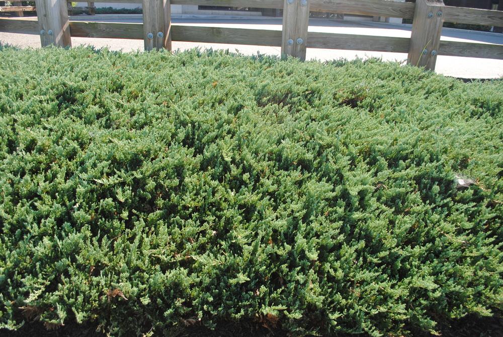 Photo of Creeping Juniper (Juniperus horizontalis 'Blue Chip') uploaded by ILPARW