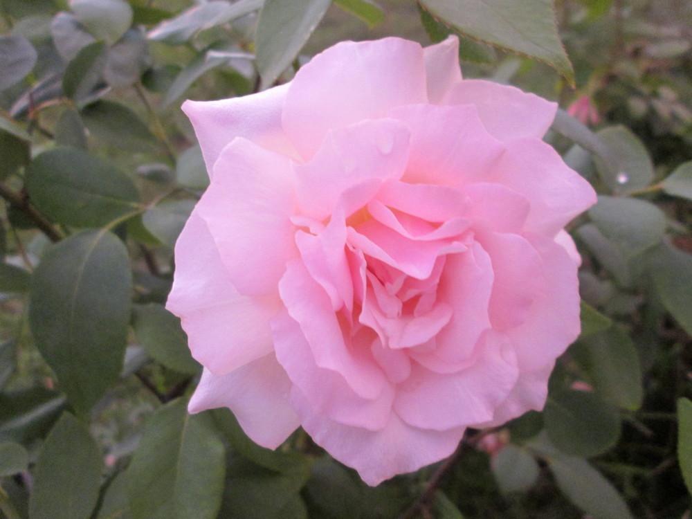 Photo of Rose (Rosa 'Odee Pink') uploaded by christinereid54