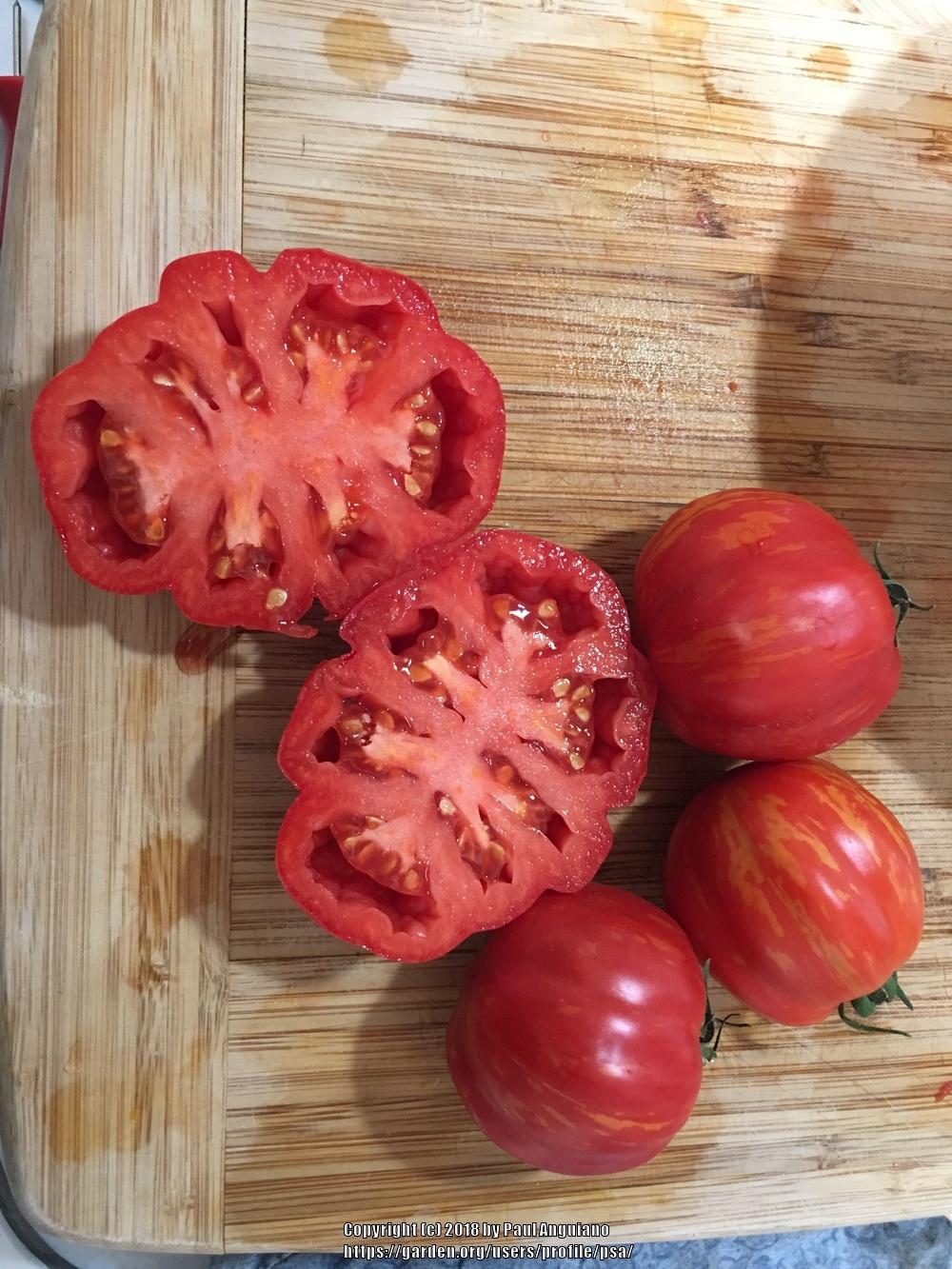 Photo of Tomato (Solanum lycopersicum 'Forshmak') uploaded by psa