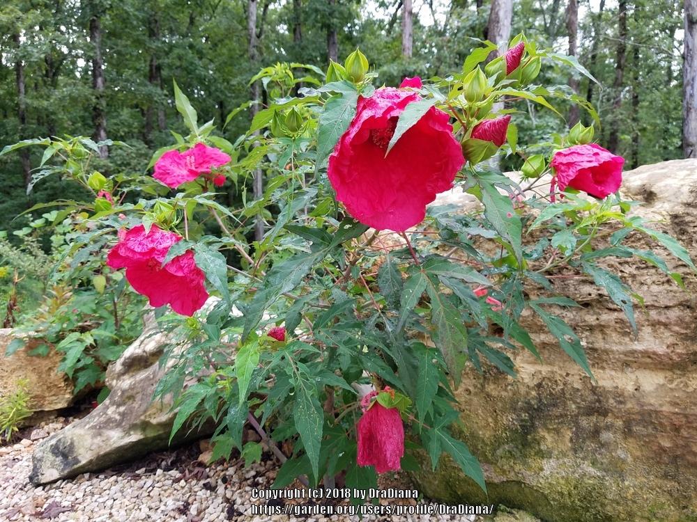 Photo of Hybrid Hardy Hibiscus (Hibiscus 'Plum Fantasy') uploaded by DraDiana