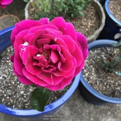 
Date: 2018-09-30
Rosa 'Mister Lincoln'