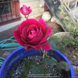 
Date: 2018-09-28
Rosa 'Mister Lincoln'