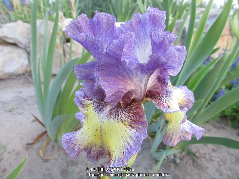 Photo of Tall Bearded Iris (Iris 'Foolish Dreamer') uploaded by GreenIris