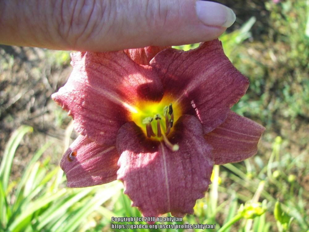 Photo of Daylily (Hemerocallis 'Raspberry Pixie') uploaded by alilyfan