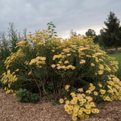 Location: Clinton, Michigan 49236
Date: 2018-10-01
"Chrysanthemum rubellum 'Mary Stoker', 2018 photo, Common Name: K