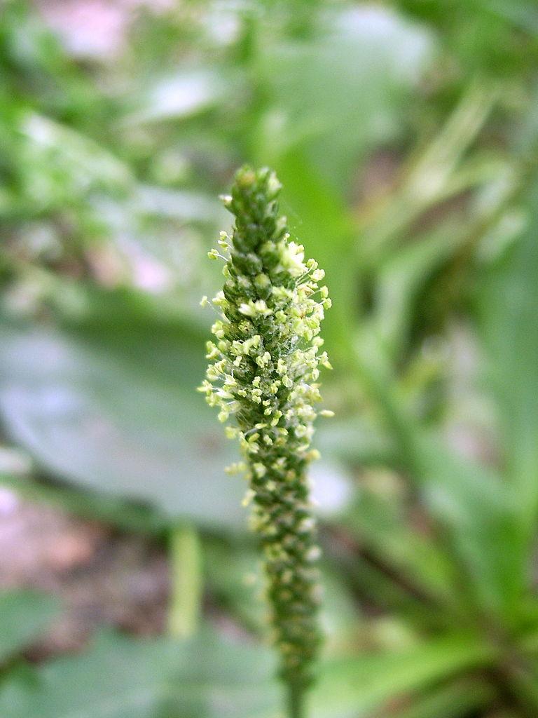 Photo of Chinese Plantain (Plantago asiatica) uploaded by robertduval14