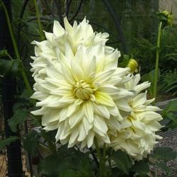 Location: Dahlia garden - full sun - zone 7
Date: 2018-09-08
Spare tubers were planted in one of the compost bins with gloriou