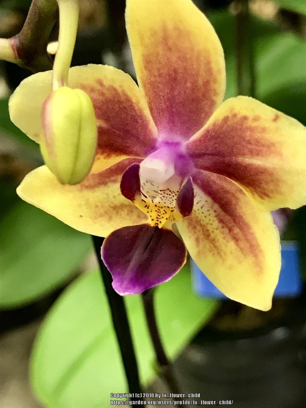 Photo of Orchid (Phalaenopsis Sogo Gotris) uploaded by tx_flower_child