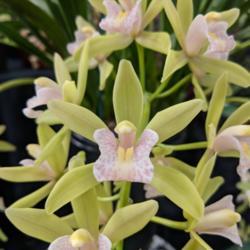 Location: Melbourne Orchid Spectacular (OSCOV Show), Victoria, Australia
Date: 2018-08-25
Part of the Melbourne Eastern Orchid Society display.
