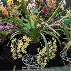 Location: Melbourne Orchid Spectacular (OSCOV Show), Victoria, Australia
Date: 2018-08-25
Part of the Melbourne Eastern Orchid Society display.