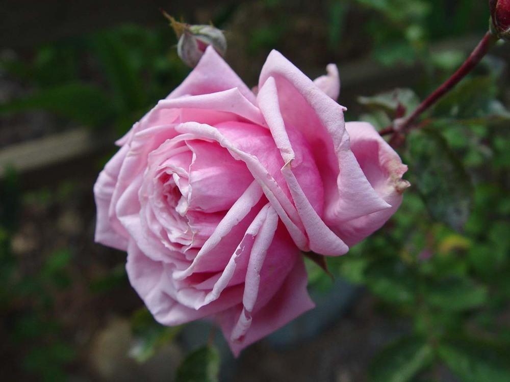 Photo of Rose (Rosa 'Blossomtime') uploaded by Beth_NorCal