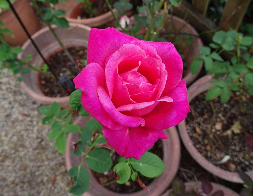 Photo of Rose (Rosa 'Portrait') uploaded by Beth_NorCal