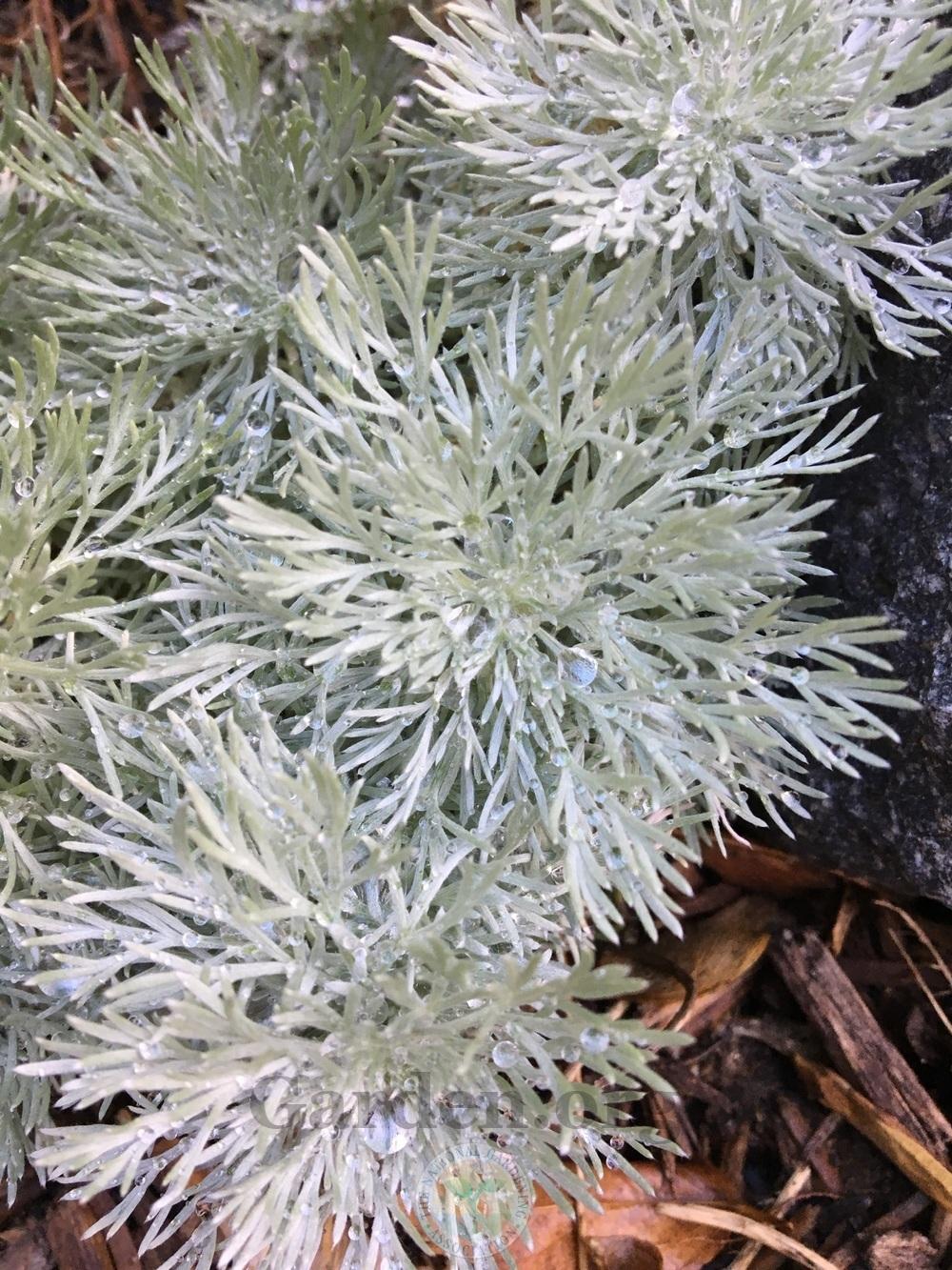 Photo of Silvermound Artemisia (Artemisia schmidtiana 'Silver Mound') uploaded by BlueOddish