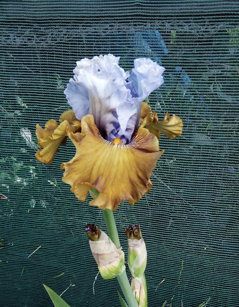 Photo of Tall Bearded Iris (Iris 'Olive Windows') uploaded by Gardendaze00