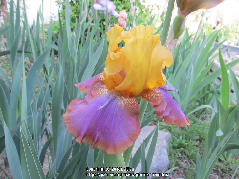 Photo of Tall Bearded Iris (Iris 'Gladys Austin') uploaded by GreenIris