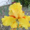TB Iris Glorious Sunshine