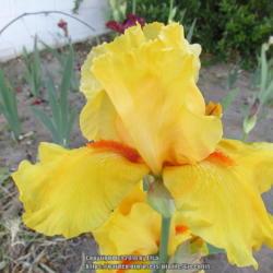 Location: Las Cruces, NM
Date: 2018-04-27
TB Iris Glorious Sunshine