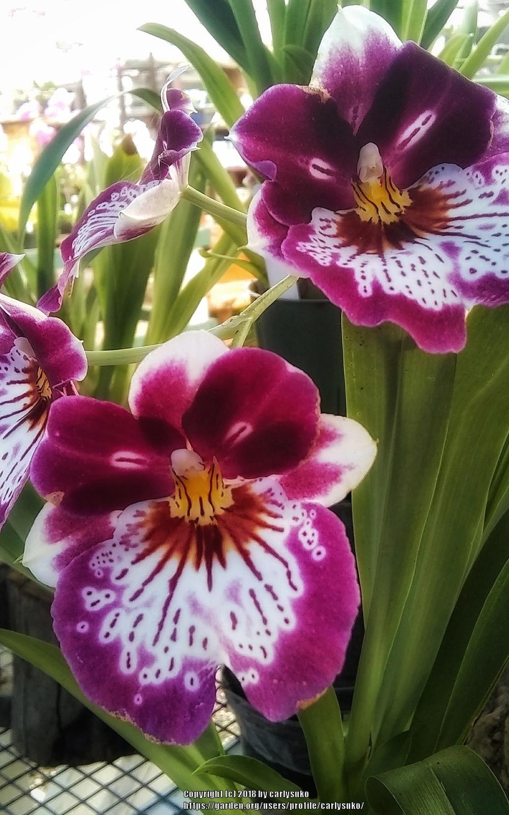 Photo of Pansy Orchid (Miltoniopsis) uploaded by carlysuko