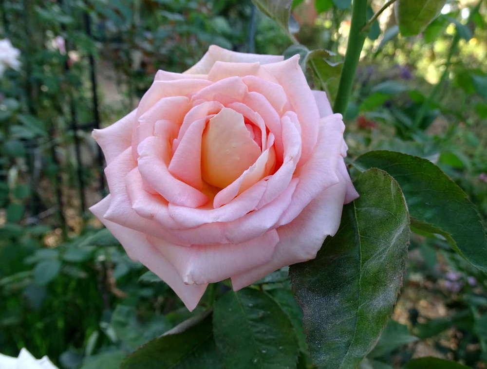 Photo of Rose (Rosa 'Scent-Sation') uploaded by Beth_NorCal