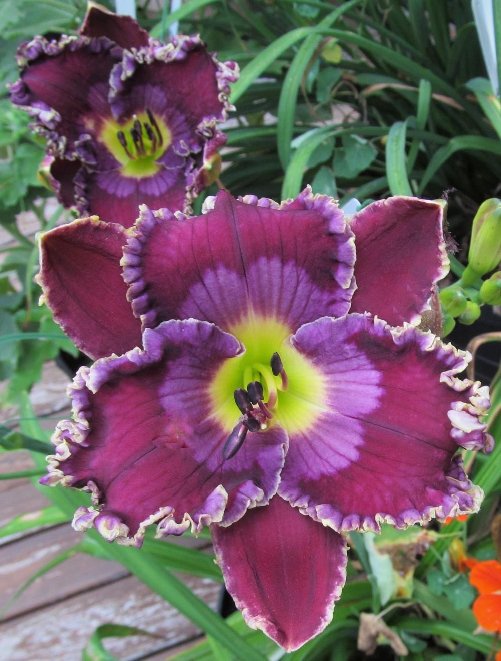 Photo of Daylily (Hemerocallis 'Song of the Sea') uploaded by Sscape