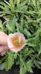 Thumb of 2018-10-05/ishareflowers/28134e