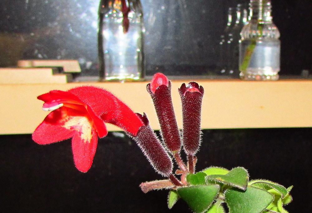 Photo of Lipstick Plant (Aeschynanthus 'Rasta') uploaded by jmorth