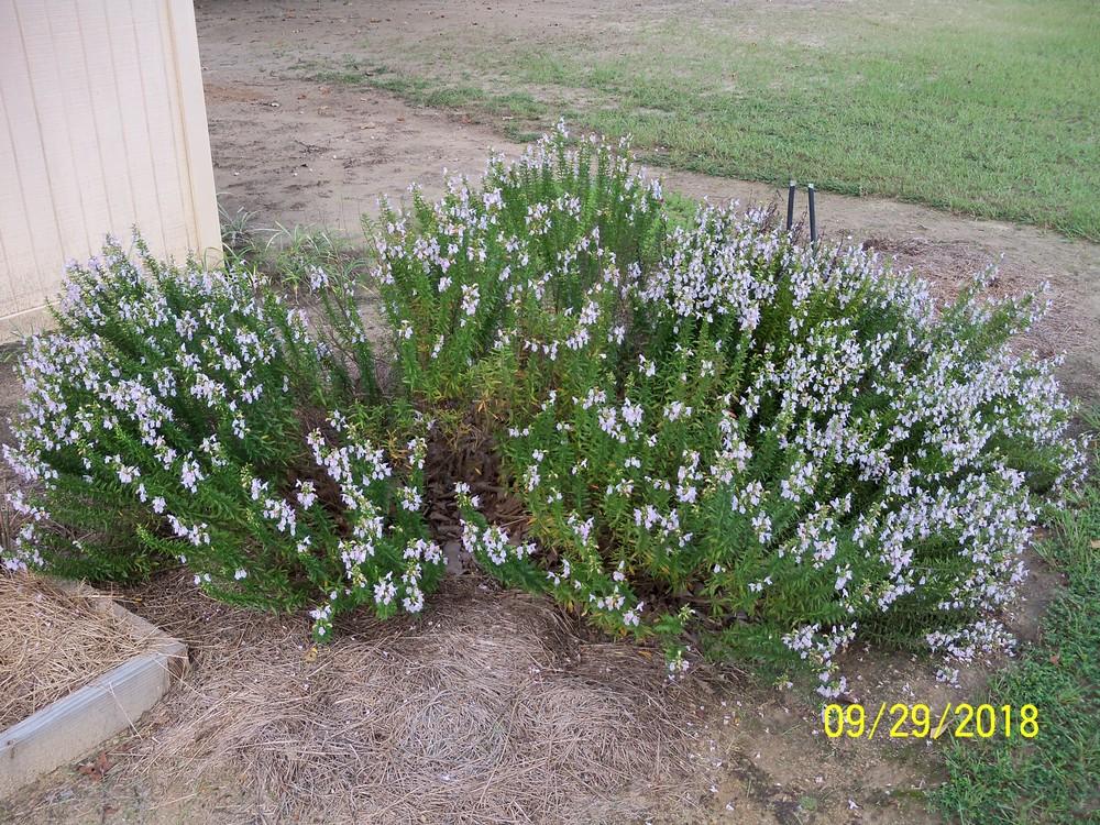 Photo of Georgia Savory (Clinopodium carolinianum) uploaded by Avedon