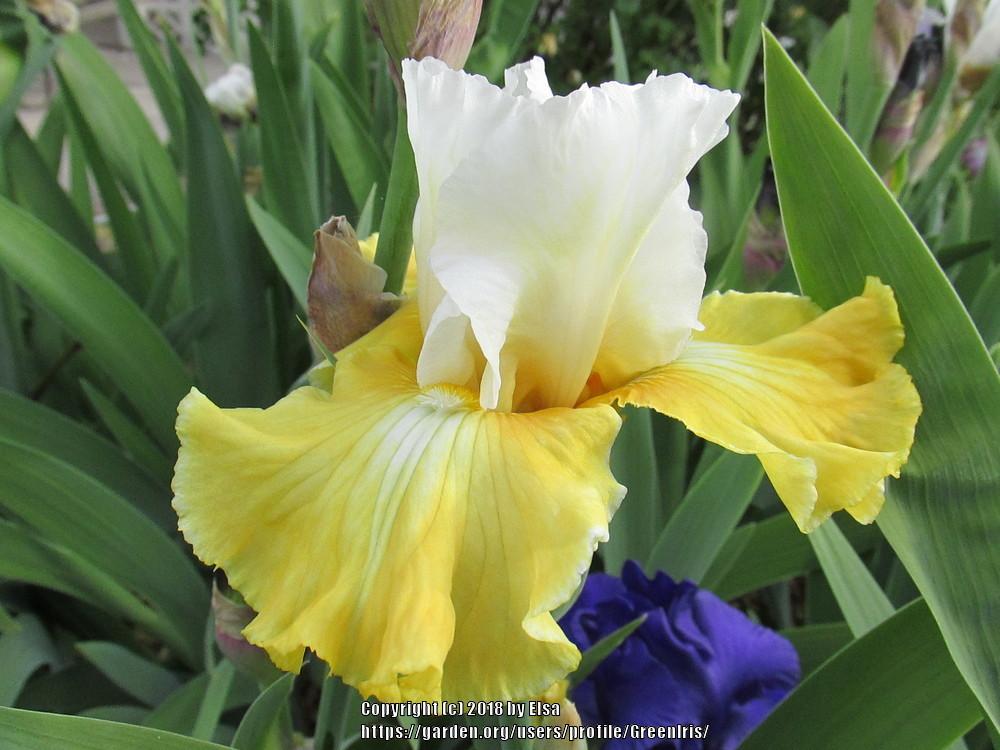 Photo of Tall Bearded Iris (Iris 'Joviality') uploaded by GreenIris