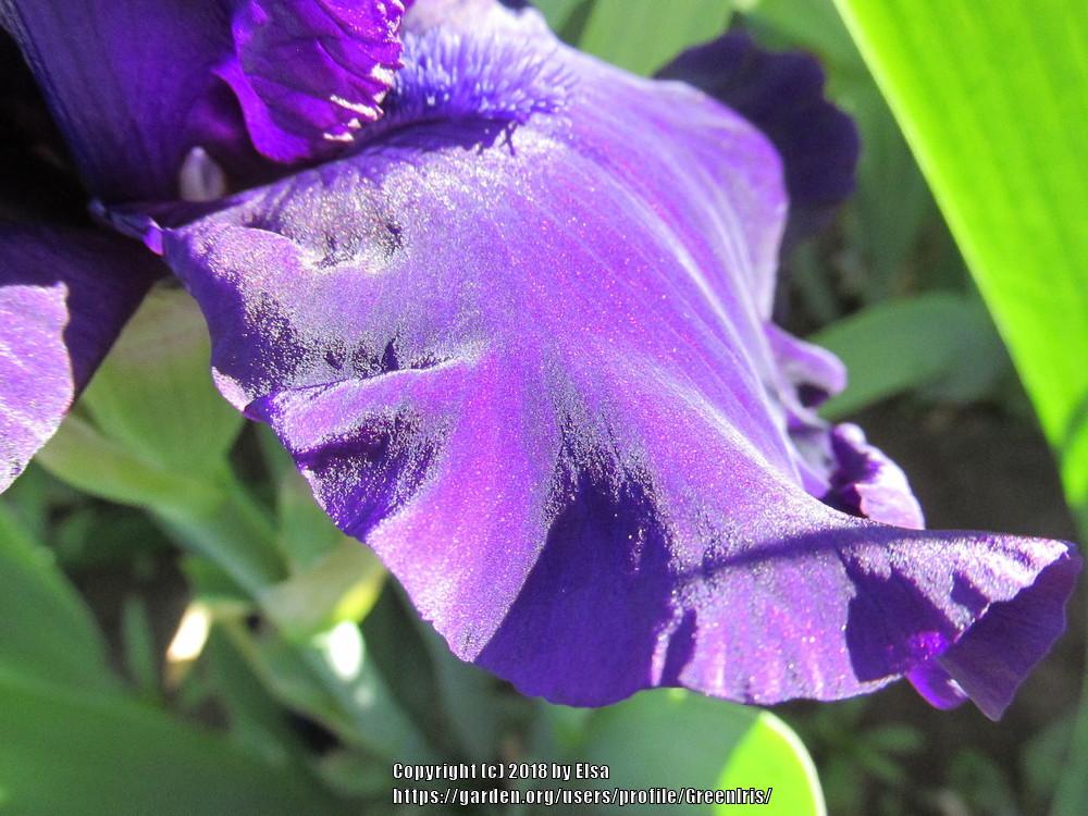 Photo of Tall Bearded Iris (Iris 'Holy Night') uploaded by GreenIris