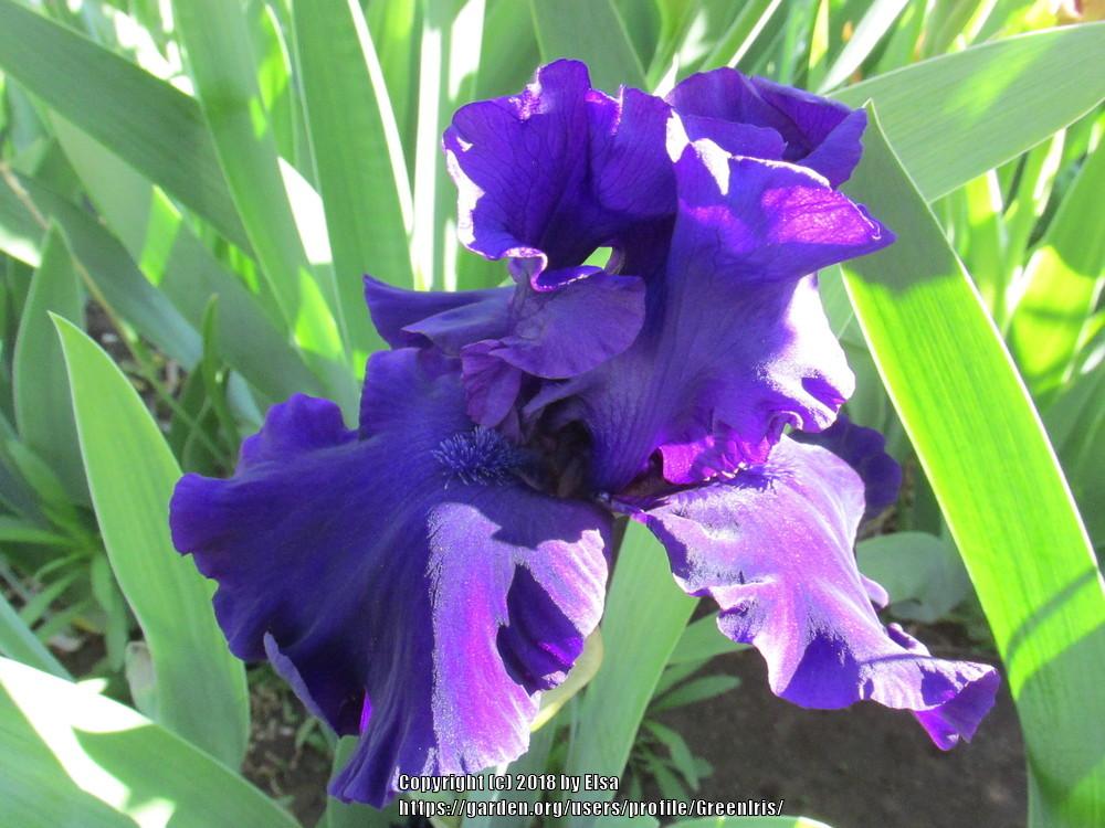 Photo of Tall Bearded Iris (Iris 'Holy Night') uploaded by GreenIris