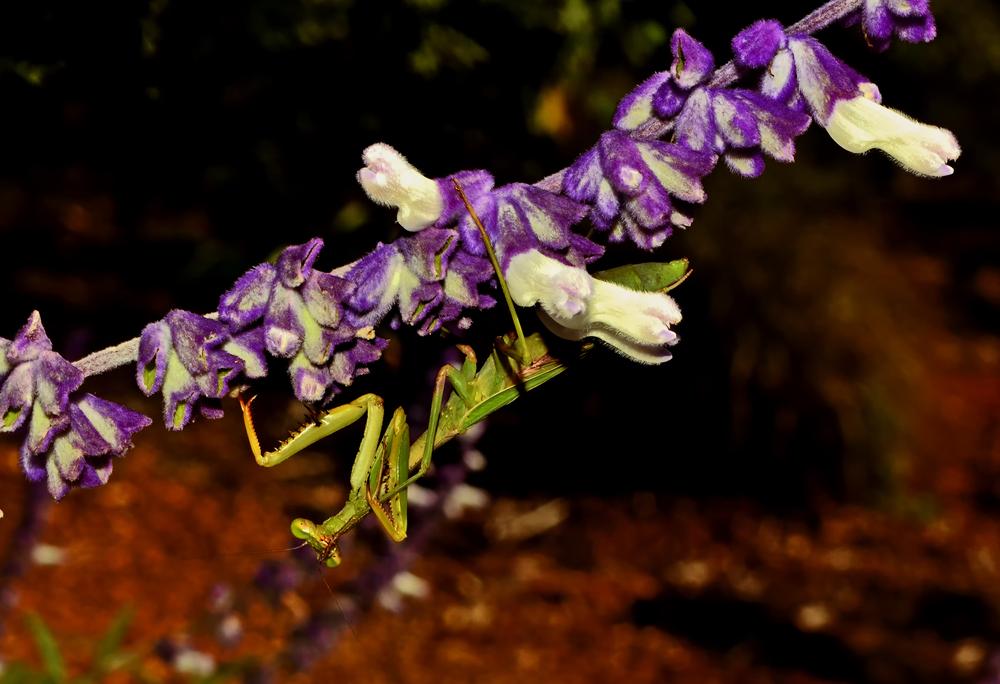 Photo of Salvia (Salvia leucantha 'Midnight') uploaded by dawiz1753