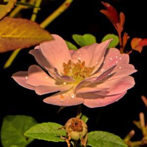 Champney's Pink Cluster Rose 005