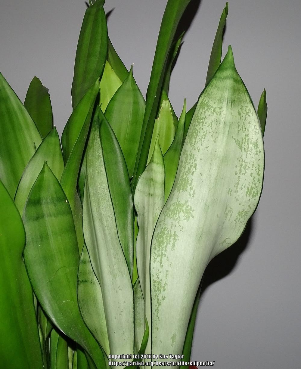 Different Types Of Snake Plant