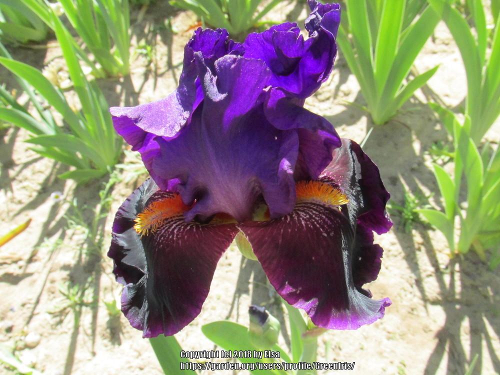 Photo of Tall Bearded Iris (Iris 'Local Color') uploaded by GreenIris