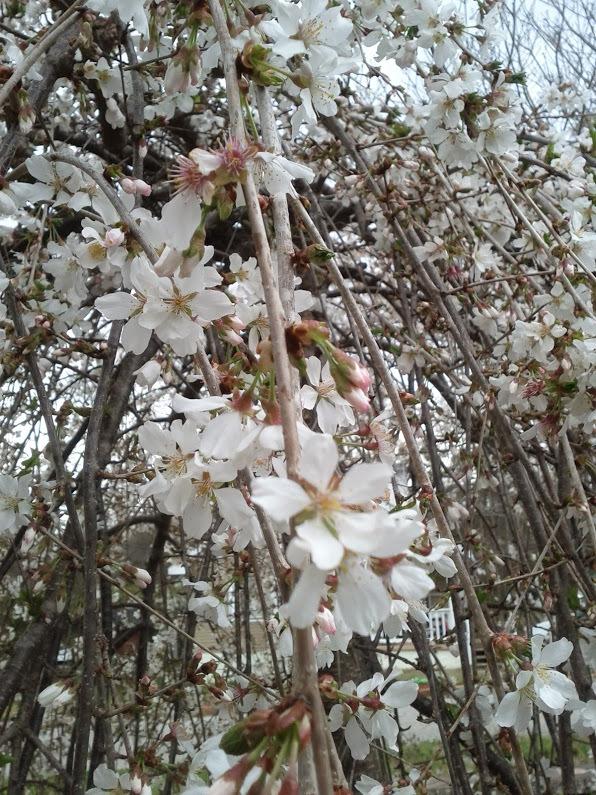 Photo of Weeping Japanese Cherry (Prunus Snow Fountains®) uploaded by IrisOnIselin